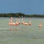 article image - Flamingos